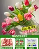 Tulipanes Hidropónicos al por Mayor 5 Grados Bulbos Grandes Resistentes al Frío para Invierno Interior/Exterior Fáciles de Cultivar para Principiantes Flores en Maceta Plantas