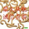 Comida para Hámster Gusano de la Harina Insecto Vivo Bolsa de Miel Gusano de la Harina para Planeador Cebada Fresca Gusano 500g Insecto Vivo Seco Paquete de 0.5kg