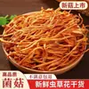 Cordyceps militaris seco seleccionado, flor de Cordyceps pura sin impurezas, adecuada para uso doméstico y comercial como ingredientes para sopa y olla caliente, disponible en stock para venta al por mayor