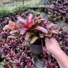 Piña Linda Colorida Piña Selva Tropical Tanque de Agua y Tierra Ecológico Plantas Acuáticas Terrario para Reptiles Paisajismo Plantas Epífitas de Uso Común