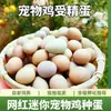 Huevo de Pollo Luding Hierba de Incubación Pollo Luding Mini Venta al por Mayor Huevo de Raza Variada Alemana Pollo Celebridad de Internet Pollo Fecundado Blanco Gris Lata