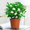 Mudas de Jasmim em Vasos com Botões de Flor, Plantas de Interior Que Florescem o Ano Todo, Plantas Perfumadas Que Afastam Mosquitos, Gardênias Hidropônicas, Plantas Verdes