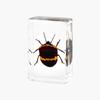 Resina de Venta Caliente Transfronteriza Muestras de Insectos Reales Araña Escorpión Saltamontes Regalo de Recompensa para Estudiantes de Primaria Regalo Artesanal