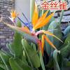 Planta Ave del Paraíso Strelitzia Reginae Plántulas Interior Plantas Verdes Grandes con Capullos Perenne Sala de Estar Plantas Verdes Macetas