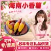 Batata Doce Pequena de Hainan Selecionada Cuidadosamente Dropshipping 1 Jin Batatinhas Fruta Única 30-55g Batata Doce Inhame Vegetal Fresco