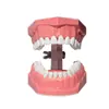 Modelo com 28 Dentes, Modelo Interdental, Modelo de Ensino de Escovação para Jardim de Infância, Modelo de Cavidade Oral, Modelo de Dente para Prática Estética