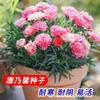 Semillas de Clavel, Florales de Cuatro Estaciones, Plantas para Observación de Flores, Plantas de Maceta de Interior, Semillas de Flores para Patio, Florales de Patio Fáciles de Cultivar