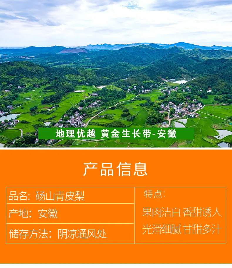 安徽砀山青皮梨 酥脆香甜青梨当季青梨子翠冠梨香酥雪梨新鲜水果详情图2