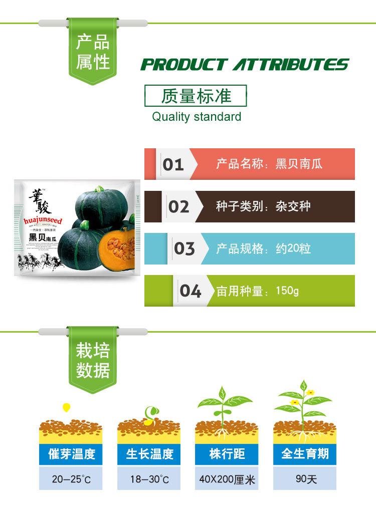 黑贝南瓜