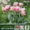 Resistencia al FríoTulipán Holandés Hidropónico Planta de Floración Cuatro Estaciones Planta Verde Flores en Maceta para Sala de Estar Apto para Principiantes