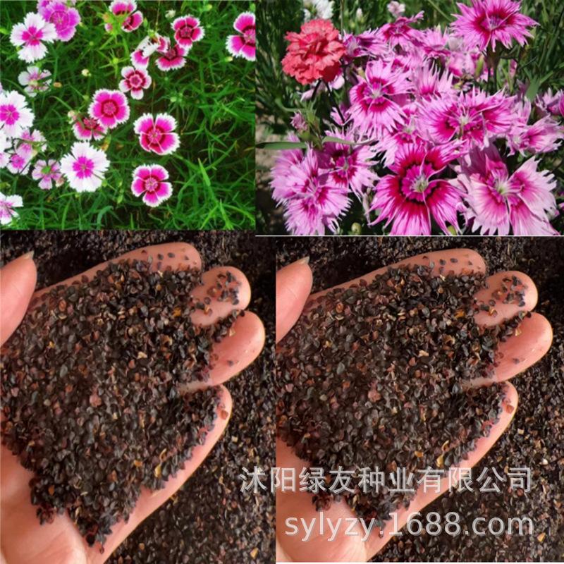 批发瞿麦种子 瞿麦 地被花海