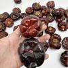 [Calabaza rojo oscuro] Decoración navideña Halloween calabaza roja pequeña flores secas fruta seca especímenes de plantas