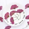 Flores de Gerbera Teñidas con Tallos, Flores Secas Prensadas con Tallos, Flores Reales para Actividades de Bricolaje, Materiales para Marcapáginas, Espécimenes de Plantas