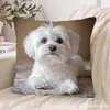 Funda de almohada para sofá transfronteriza, felpa corta agradable a la piel, funda de almohada de gato animal lindo, funda de cojín para sala de estar, no incluye relleno