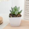 Suculenta Verde Mini Simulada Set Pequeño Al Por Mayor Decoración del Hogar Exhibición de Entrada Plantas en Maceta Más Vendidas en Amazon