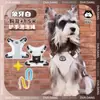 Correa para Perro Perro Bichón Corgi Arnés Perro Mascota Teddy Estilo Chaleco Grande Mediano Pequeño Shiba Inu Correa