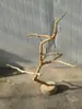 Ramas Secas, Troncos, Ramas Muertas, Madera Muerta, Troncos de Árboles, Perchas para Pájaros, Percheros de Pared, Ramas de Techo, Adornos Decorativos