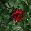 Cesta colgante de pared con rosas artificiales, decoración de enredadera de flores falsas para pared interior de sala de estar, colgante de pared de rosa de esquina de enredadera de plástico colgante