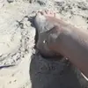 Joias Europeias e Americanas Acessórios para Pés Amor Aliexpress Mais Vendidos Verão Praia Nova Corrente de Bolinhas Tornozeleira Coração de Pêssego Estilo Praia Feminino