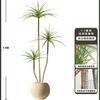Planta Verde de Simulación Madera Milenaria Planta Falsa Lujo Ligero de Gama Alta Decoración de Interiores Árbol Sala de Estar Grande en Maceta Adornos de Piso