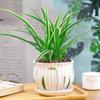 Planta-Aranha de Uma Peça com Borda Dourada em Vaso para Envio Direto Planta de Interior Flor para Casa Nova Purificação do Ar e Remoção de Formaldeído Hidroponia