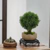 Evergreen Interior Balcón Patio Escarcha Plantas En Maceta Son Fáciles de Mantener y Viven en Escritorio Bonsái Verde Plantas Verdes Pinos