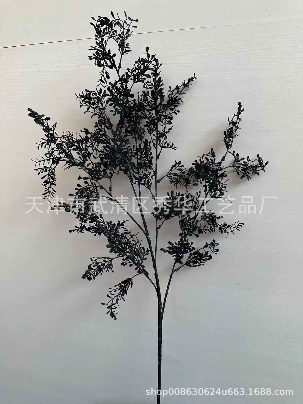 黑色花生草