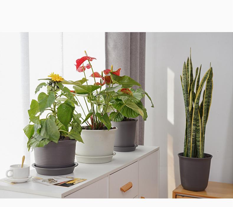 爱丽丝花盆_10.jpg