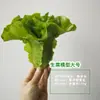 Modelo de Verdura Simulada Lechuga Falsa Repollo Brócoli Hojas Verdes Hojas de Shanghái Modelo de Gabinete Decoración para Casa