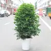 Planta de Vaso Grande para Interior, Planta que Atrai Fortuna, Madeira Pata de Pato, Árvore da Fortuna, Árvore da Felicidade, Árvore da Paz