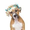 Peluca con lazo para perro, estilo floral, color dulce a juego, exquisita tarjeta para el cabello, bola dorada clara, a juego