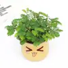 Planta Mimosa em Vaso Pequeno, Planta para Varanda Interna, Sala de Estar, Escritório, Quarto Planta Verde, Planta Verde Fácil de Cuidar o Ano Todo