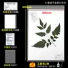 Papel para especímenes de plantas, cartón, papel para especímenes, papel absorbente, carpeta para especímenes de plantas, herramientas y materiales para la preparación de especímenes de plantas