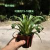 Piña Llena de Agua Linda Piña Colorida Tanque de Selva Tropical Plantas Acuáticas Ecológicas de Agua y Tierra Tanque para Reptiles Paisajismo Plantas Comunes