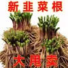 Raízes de Cebolinha em Vaso, Estacas de Raiz de Cebolinha, Jardinagem, Folhas Pequenas, Folhas Finas, Baixa Manutenção, Resistente ao Frio, Plantio Agrícola, Mudas de Vegetais para Interior