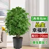 Planta Verde Real Grande en Maceta para Sala de Estar, Árbol de la Paz Perennifolio, Planta de Tronco Viejo para Uso Interior, Árbol del Dinero para Regalar