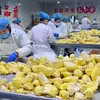 Almofada Dourada Premium Tailandesa com Polpa de Durian, Polpa de Durian Congelada com Sementes, Polpa de Durian Grau A para Uso Comercial, Matéria-Prima Crua Grau A no Atacado