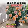 Planta de Maceta Balcón de Jugo Rosa con Flores y Capullos para Balcón y Jardín, Planta de Floración Grande, Planta de Rosa de Floración Reblooming