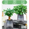 Rábano Verde Árbol de la Fortuna Espárrago Bambú Flor de Incienso de Nueve Millas Planta en Maceta Interior Menta Bambú Rico Planta Hidropónica Fácil de Alimentar