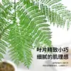 Jacaranda en Maceta Planta Verde de Interior para Oficina Estilo Japonés Sala de Estar Mueble de TV Planta de Piso Fácil de Mantener en Todas las Estaciones