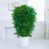 Árbol Feliz Planta Verde En Maceta Interior Planta Verde Grande En Maceta Árbol de la Paz Fácil de Cultivar Perennifolio Árbol Feliz Venta al por Mayor