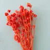 Linterna de Flor Eterna Fruta en stock para venta al por mayor, fruta de gelatina, flor de campanilla de viento, decoración de hotel y casa de huéspedes, arreglos florales, materiales florales para bodas