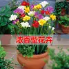 Bulbos de Alyssum Importados, Fresias en Maceta para Interiores y Exteriores, Flores Perennes de Cuatro Estaciones, Plantas con Flor Fáciles de Cultivar