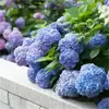 Semillas de Hortensia, Semillas de Flor Endless Summer, Plantas Perennes Resistentes al Frío y al Calor para Macetas de Patio y Balcón para Sembrar en Todas las Estaciones
