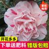 Dropshipping Plántulas de Camelia Xiangfei Plantas de Camelia en Maceta Florecen en Todas las Estaciones y Son Buenas para Alimentar Interiores Sala de Estar Balcón Exterior
