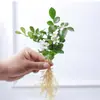 Jarrón de cristal creativo para arreglos florales de sala de estar, recipiente hidropónico transparente simple para plantas pequeñas, maceta de boca estrecha