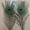 Venda Direta de Fábrica de Penas de Pavão, Penas da Cauda de Pavão, Penachos de Pavão, Penas com Olho de Pavão, Acessórios para DIY, Vestuário