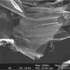 [Grafeno de Alta Conductividad] Polvo Esponjoso Capa Fina de Grafeno Blindaje Electromagnético Absorción de Ondas Polvo para Investigación Científica Alta Conductividad