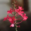 Plántulas de Flores en Maceta Copo de Nieve Azul Florecen en Todas las Estaciones, Plantas Trepadoras Ornamentales para Jardín de Balcón, Resistentes al Calor y Fáciles de Cuidar, Copos de Nieve Blancos
