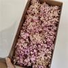 Hortensia Flor Preservada Hortensia de Madera Torre de Hortensia Hoja Mediana Yunnan Ramo de Navidad Material DIY Flores Preservadas
